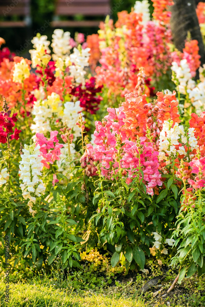 crimson antirrhinum (snapdragon) flowers crimson antirrhinum (snapdragon) flowers