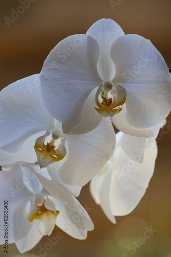Delicate white orchid