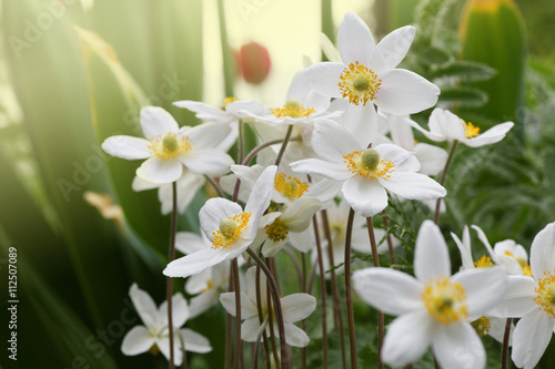 White anemones flowers © mark_ka