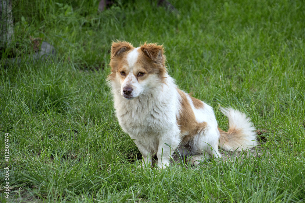 cute mixed dog sitting on a grass