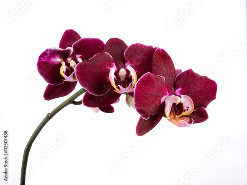 Fototapeta Naklejka Na Ścianę i Meble -  orchid flower