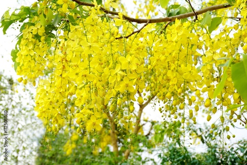 beautiful yellow spring flower nature background