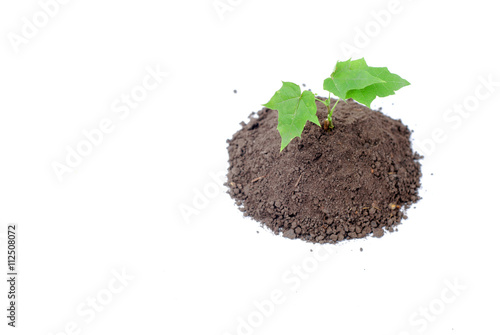 green sprout and ground