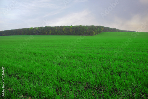 meadow and blue sky