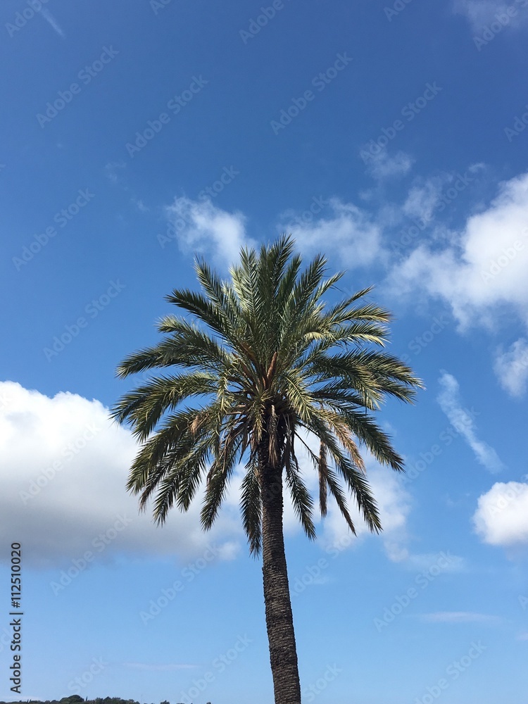 palma e cielo