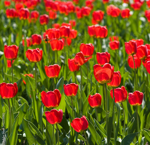 red tulips and green leaf