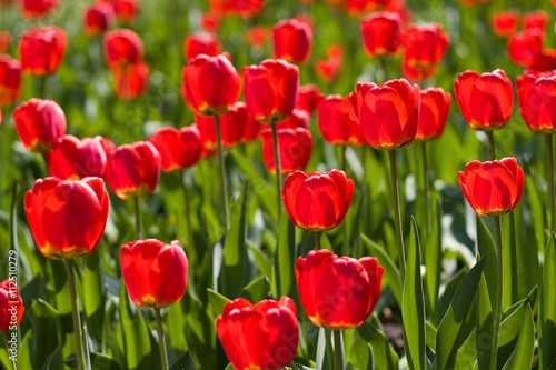 red tulips and green leaf