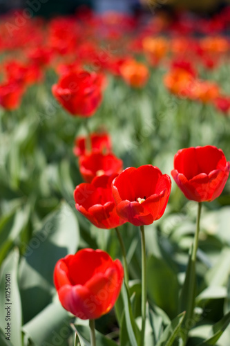 red tulips and green leaf