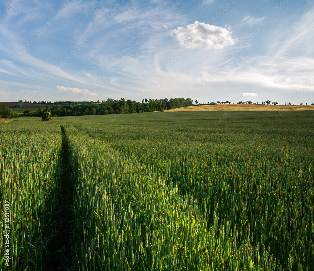 Green field of wheat growing on blue sky background