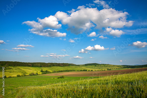 Green field of wheat growing on blue sky background