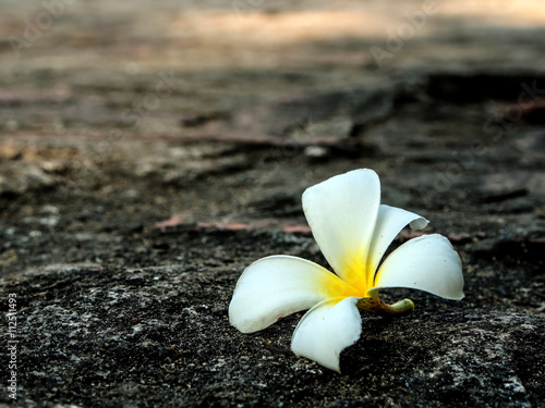 Close up of White frangipani flower