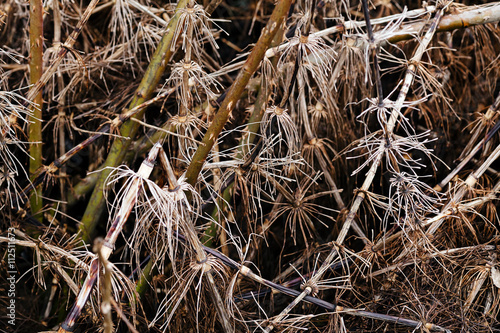 grass in autumn or spring