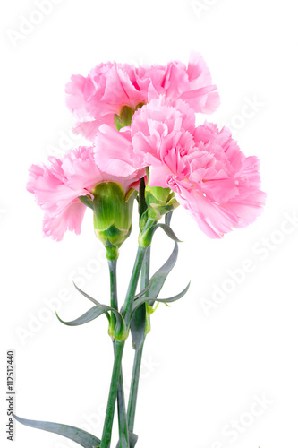 Wallpaper Mural Beautiful pink Carnation flowers Torontodigital.ca