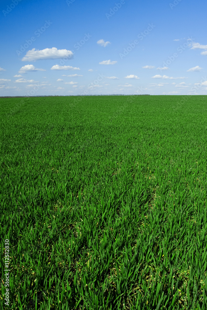 green grass and blue sky