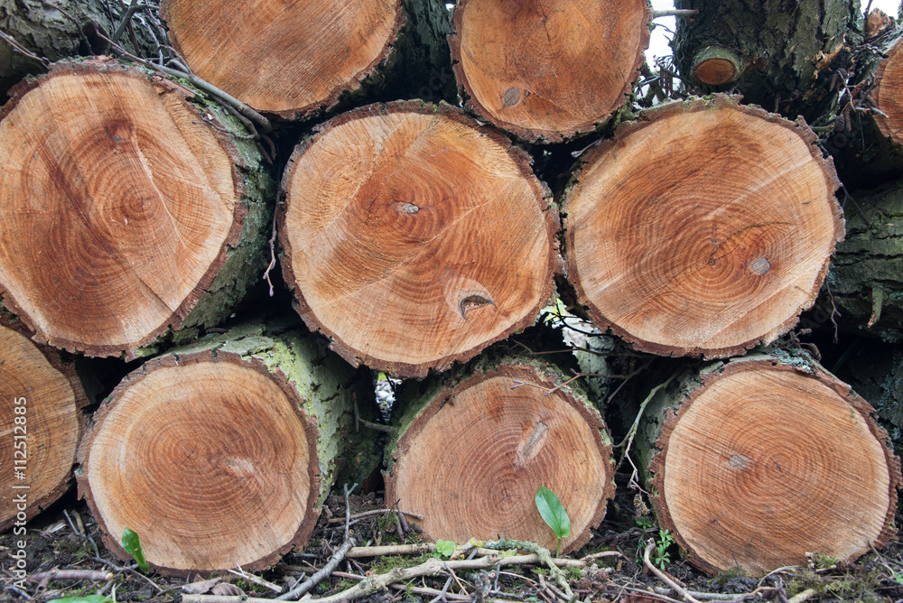 Fototapeta premium Pile of Logs