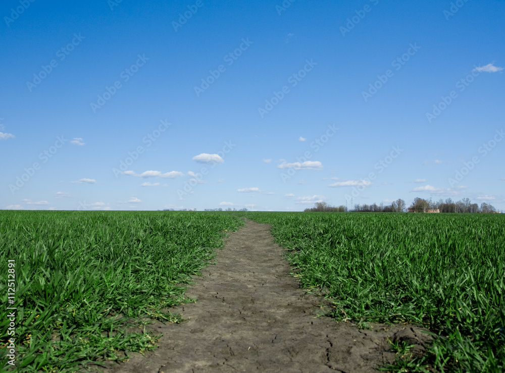 Obraz premium green grass and blue sky