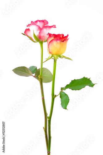 Colorful roses on white background