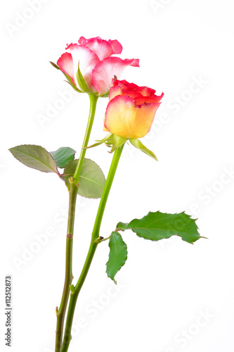 Colorful roses on white background