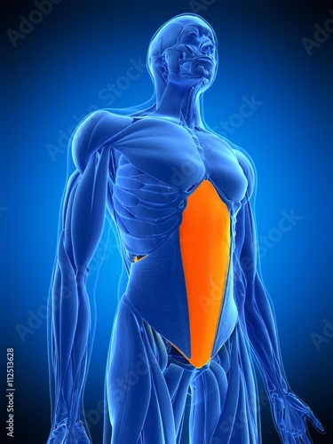 medically accurate illustration of the transversus abdominis photo