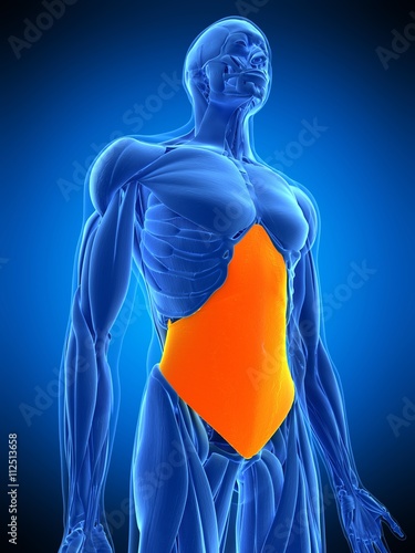 medically accurate illustration of the transversus abdominis