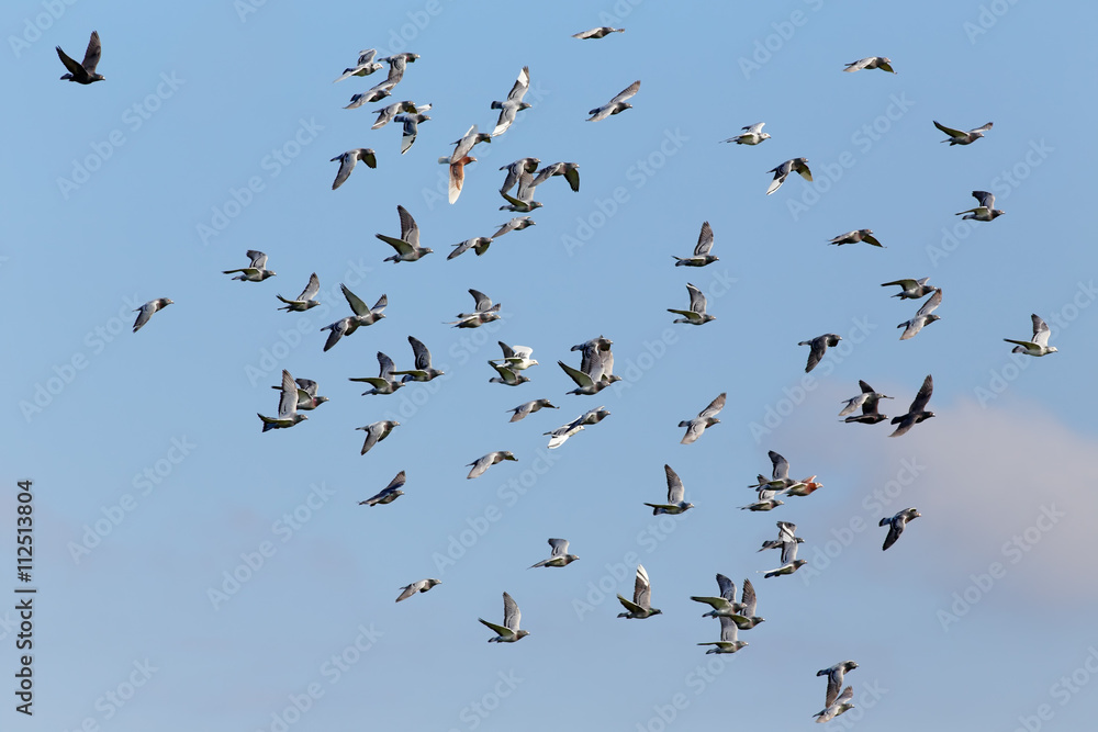 Carrier pigeons in flight