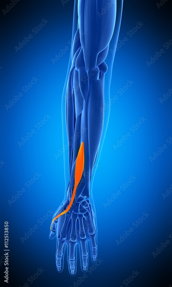medically accurate illustration of the extensor indicis medically accurate illustration of the extensor indicis