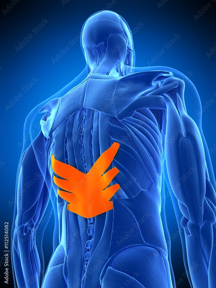 medically accurate illustration of the serratus posterior inferior Stock Illustration Adobe Stock