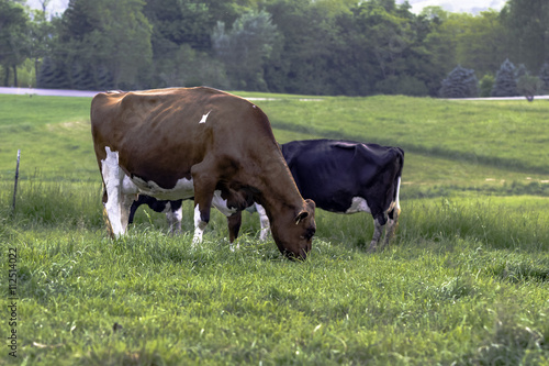 Dairy cows on green pasture