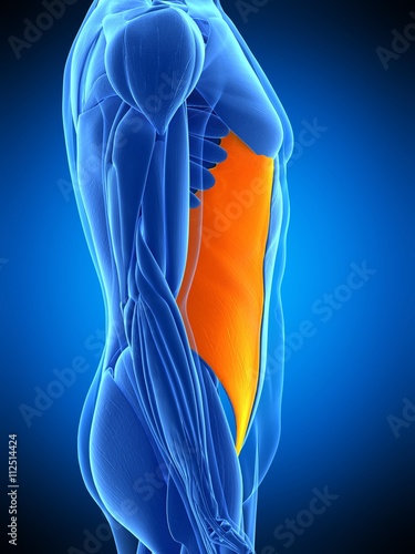 medically accurate illustration of the external oblique