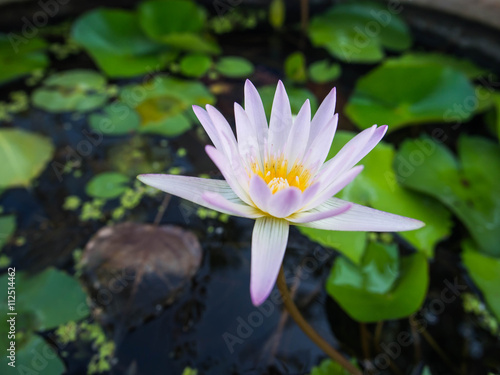 Lotus flower plants