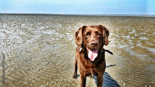 Obraz na płótnie Hund auf dem Watt an der Nordsee