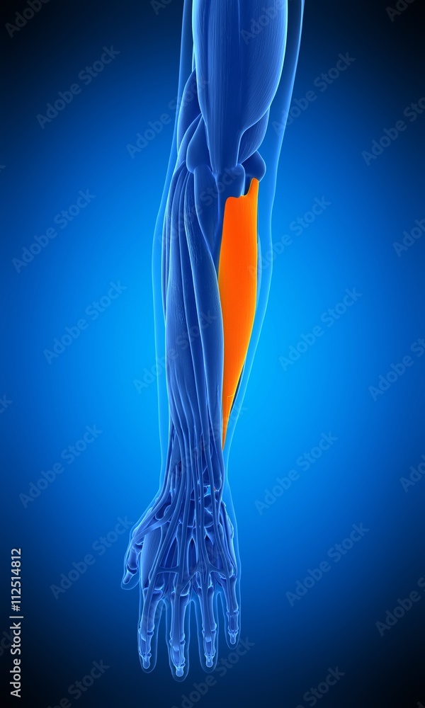 medically accurate illustration of the flexor carpi ulnaris medically accurate illustration of the flexor carpi ulnaris