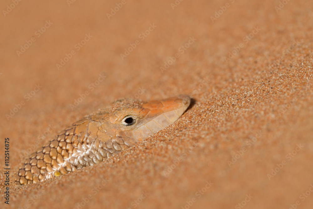 Obraz premium A Lizard Hiding in the Hot Desert Sand