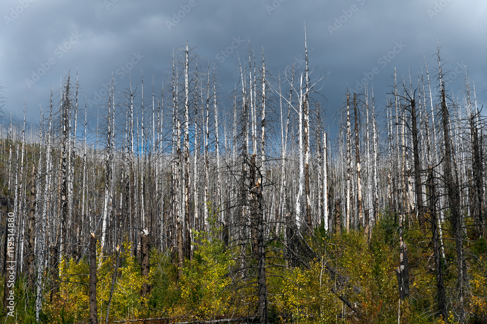 Fire damaged trees in Galcier National Park