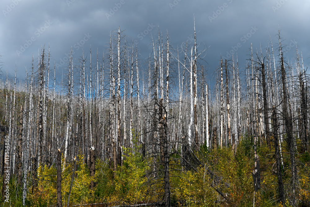 Fire damaged trees in Galcier National Park Fire damaged trees in Galcier National Park