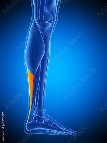 medically accurate illustration of the achilles tendon photo