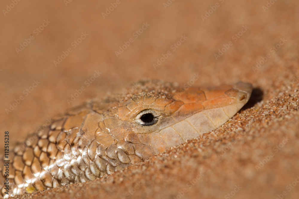 Obraz premium Desert Lizard Poking its Head out of the Sand