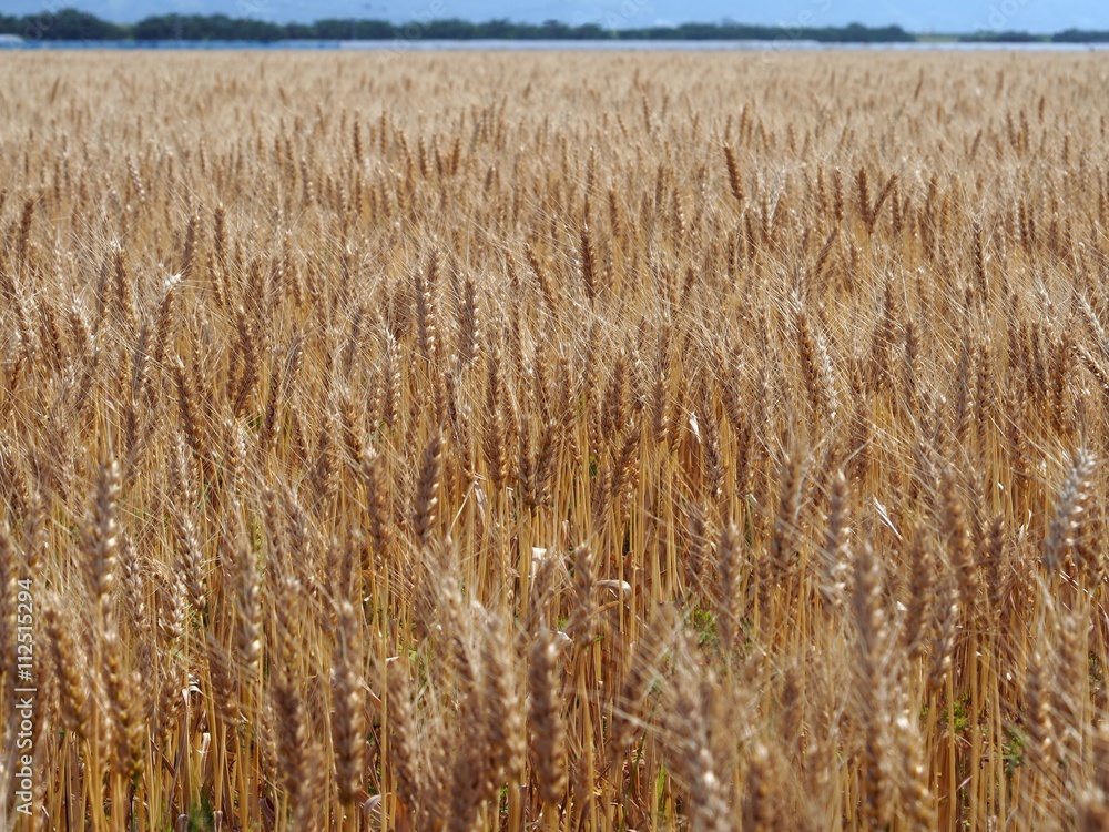 Fototapeta premium 春 筑後平野の麦畑
