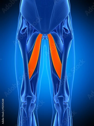 medically accurate illustration of the aducctor longus photo