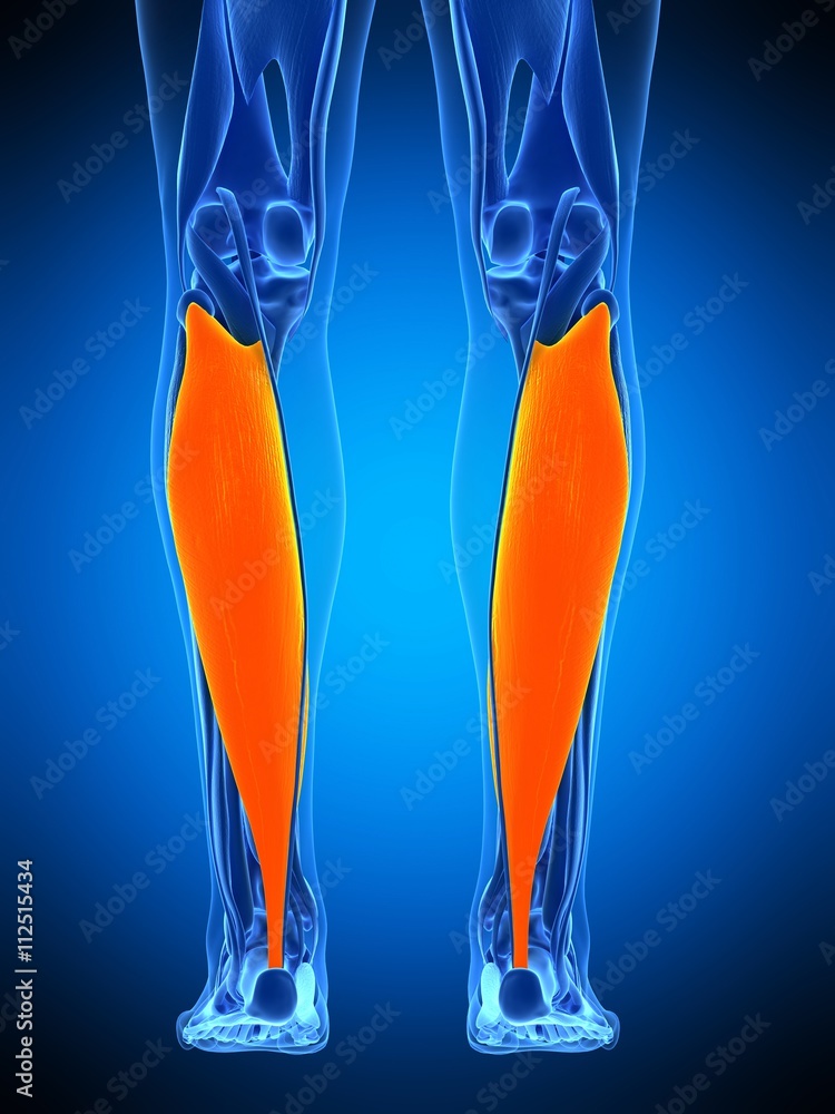 medically accurate illustration of the soleus medically accurate illustration of the soleus