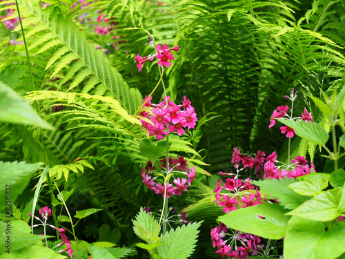 Wetland Garden