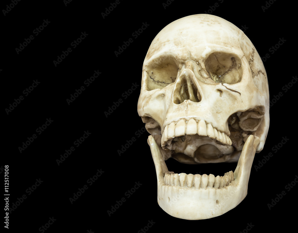 Obraz premium openning mouth human skull isolated on black background with copy space, clipping path