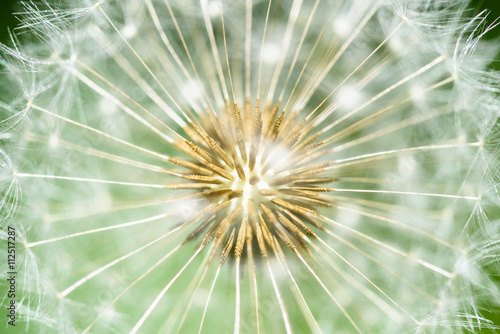Dandelion Interior Close Up Of Seeds