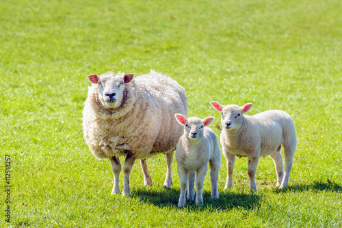 Ewe with her two lambs posing for the photographer © Ruud Morijn