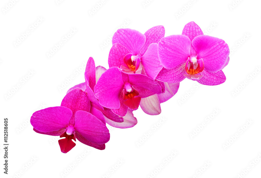 Pink orchid flower