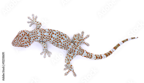 Slika na platnu gecko  isolated on  white background