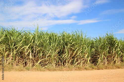 Fototapeta Naklejka Na Ścianę i Meble -  sugarcane field blue sky background