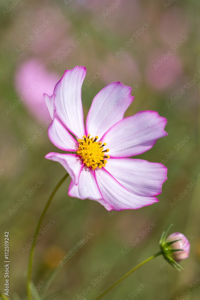 コスモスの花 コスモスの花