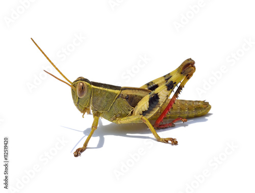 grasshopper isolated on  white background © anatchant