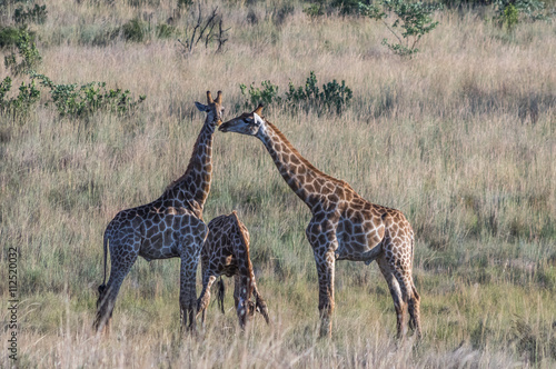 Giraffe grazing in the Welgevonden Game Reserve in South Africa